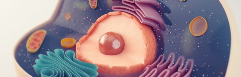 Aprende Cómo Obtiene Energía La Célula: La Glucólisis